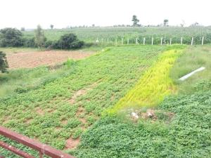 Peacock Haven Agro-eco Tourism Farm