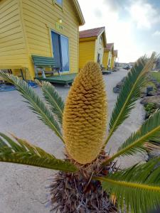 Udo Sunflower Pension