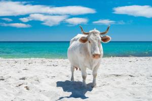 Miluna Affittacamere img36