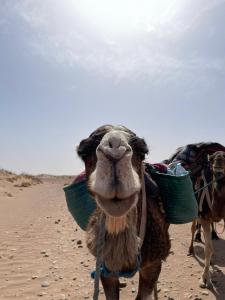 Planet Camp Désert Tours