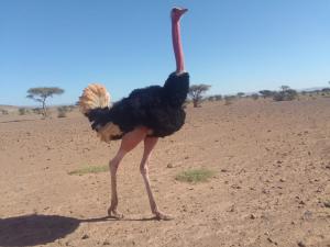 Planet Camp Désert Tours
