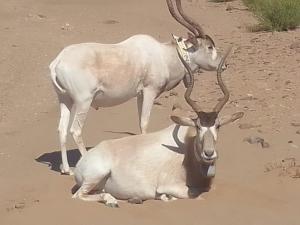 Planet Camp Désert Tours