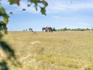 Apartment Cornelia - 6km from the sea by Interhome