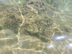 Villa Punta Piccola sul mare