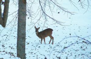 GITE LES SOURCES PETIT CHALET 2P et BB