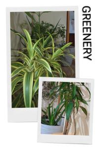 Shri Ramesht Paying Guest House, Ayodhya Dham, India