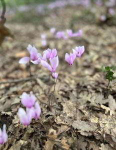 CASA FUGIANO, Holiday Apartments