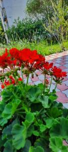 Cozy House with Garden and FreeParking