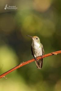 Bearded Moutaineer sacred garden & lodge
