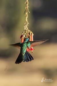 Bearded Moutaineer sacred garden & lodge