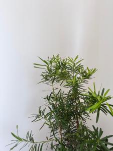 Mamaya Rental Villas El Nido