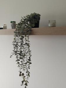 S&B Apartman Vrnjačka Banja