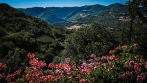 Agriturismo Arcera Apartments