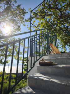 Pelican Bay House - Skadar Lake