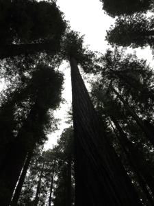 Redwood Castle 2 bed retreat