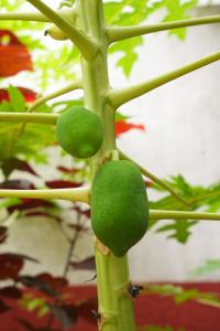 RahTaj Luxury Farm House