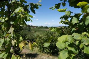 Casa di Mia Zia Bed & Wine - Villa Uve