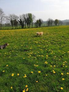 Nellies Cottage B&B & Log Cabins