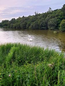 Nellies Cottage B&B & Log Cabins