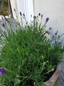 Nellies Cottage B&B & Log Cabins