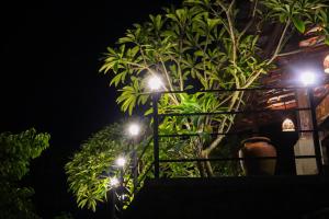 The Lady Cinnamon - Galle