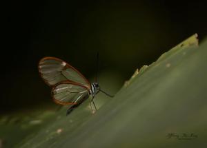 Cabañas Caeli, El Colibri, NEW La Fortuna Rainforest Cabin w Panoramic Views