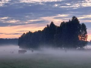 Domek w ogrodzie "Bzyczek"