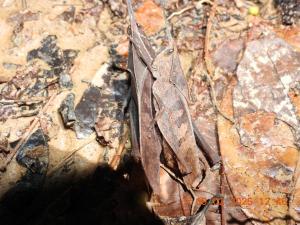 Huellas en la selva sas zomac