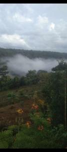 The white elephant garden