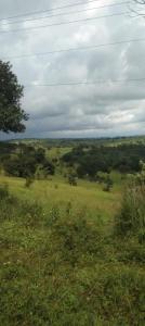 The white elephant garden