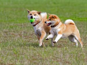 Glamping Himeshara - Vacation STAY 43046v