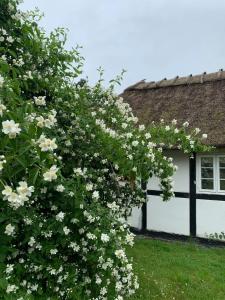 Nostalgic Charm In Lolland Timber House