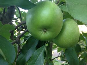 Farview Guest Accommodation