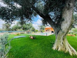 Allombra degli Ulivi by BarbarHouse