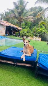 Vibe Stay by Andaz - Ubytování bez kategorie ve městě Arambol