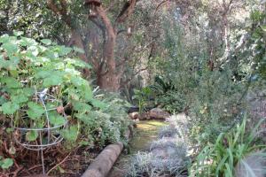 Pecan Tree Forest Studio A