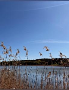 MazuryLinowo-Lis