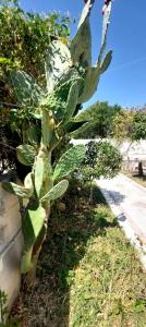 1 Bed Apartment near the beach