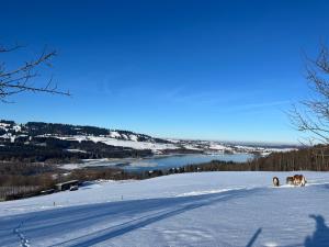 Schads Bergheimat
