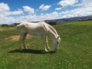 Cabalgatas Culturales en los Andes, Experiencia Auténtica con Caballos en Cusco, Perú