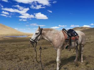 Cabalgatas Culturales en los Andes, Experiencia Auténtica con Caballos en Cusco, Perú