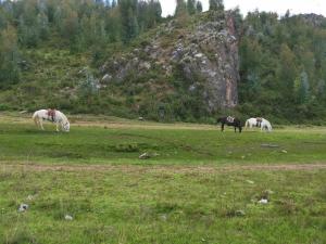 Cabalgatas Culturales en los Andes, Experiencia Auténtica con Caballos en Cusco, Perú