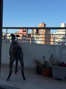 Casa Canela, meters from Bv Oroño