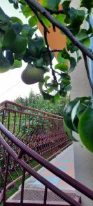 Rose Apartment with Garden & freeparking