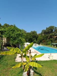 Chalet et Mobile Home, au sein du maquis Corse avec piscine PRIVATIVE 9mx4m