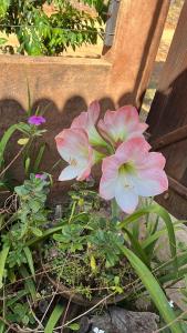 Camping do Caminho- Suites