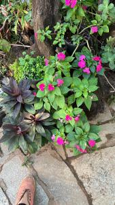 Camping do Caminho- Suites