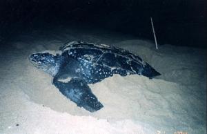 Hotel Santiago Plaza Acandí