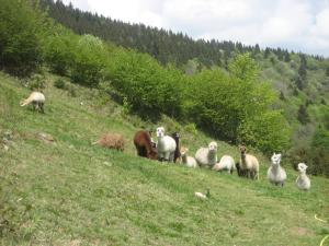 Chalets Les Bruyeres : photos des chambres