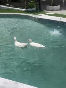 بستان الأحلام